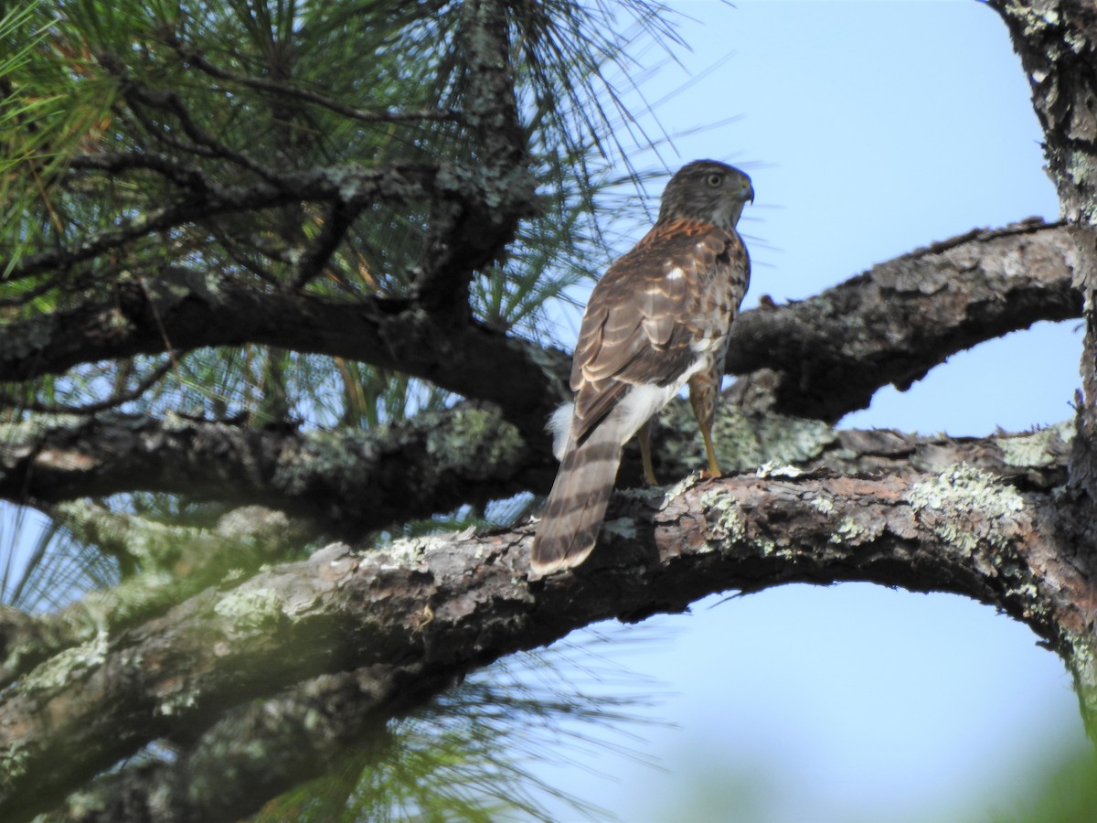 Cooper's Hawk - ML112265031