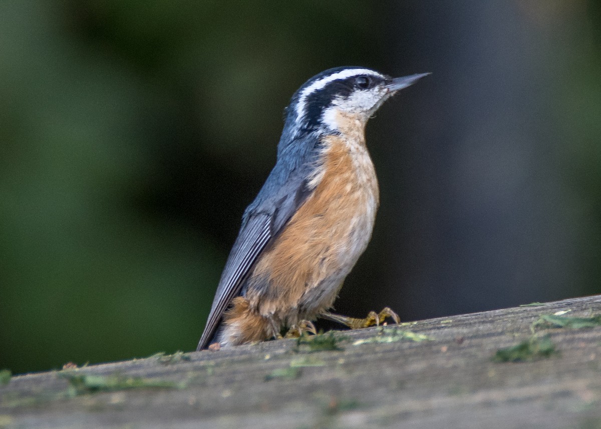 Red-breasted Nuthatch - ML112265381