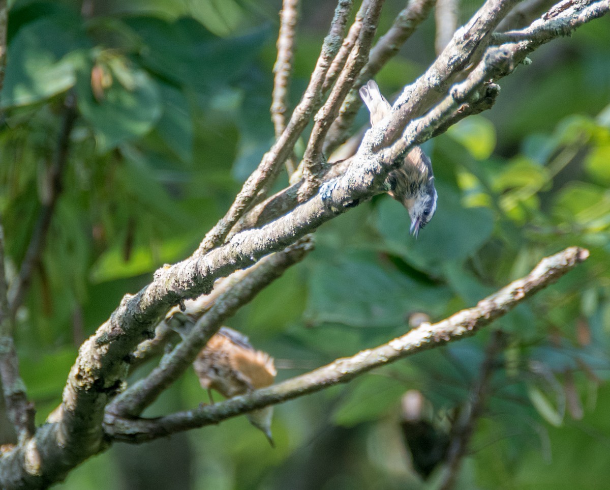 Red-breasted Nuthatch - ML112265411