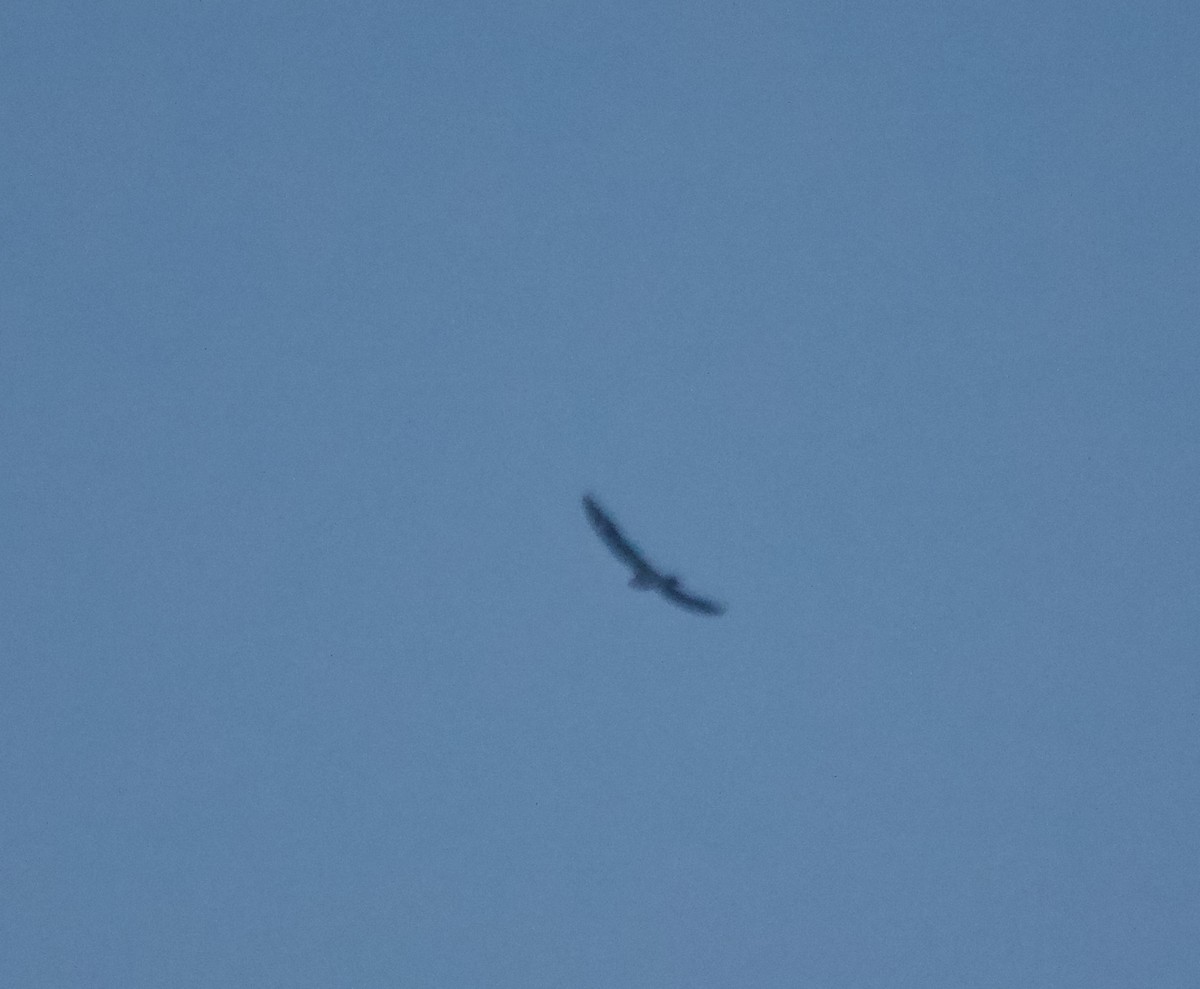 Common Nighthawk - ML112266551