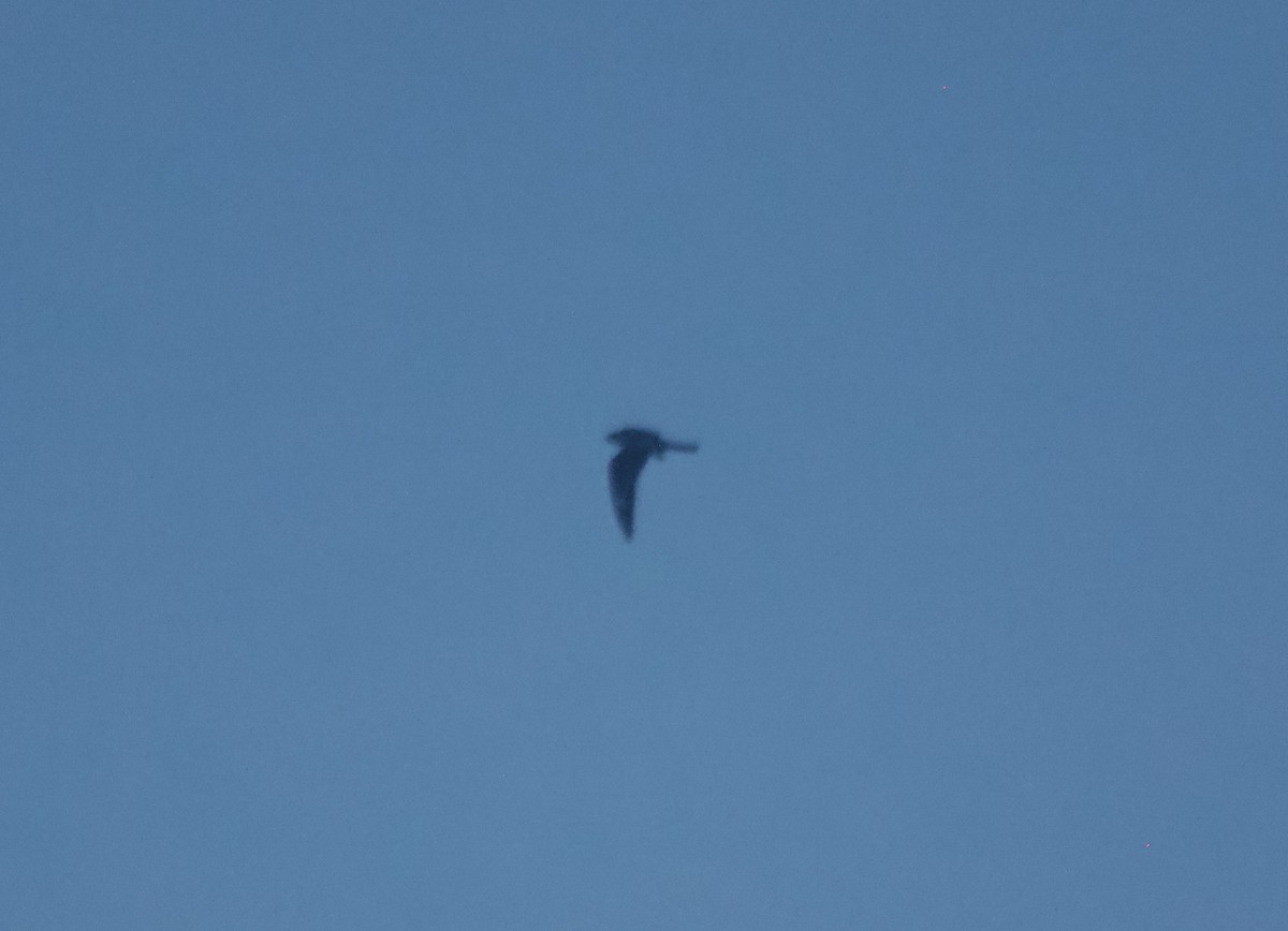 Common Nighthawk - ML112266571