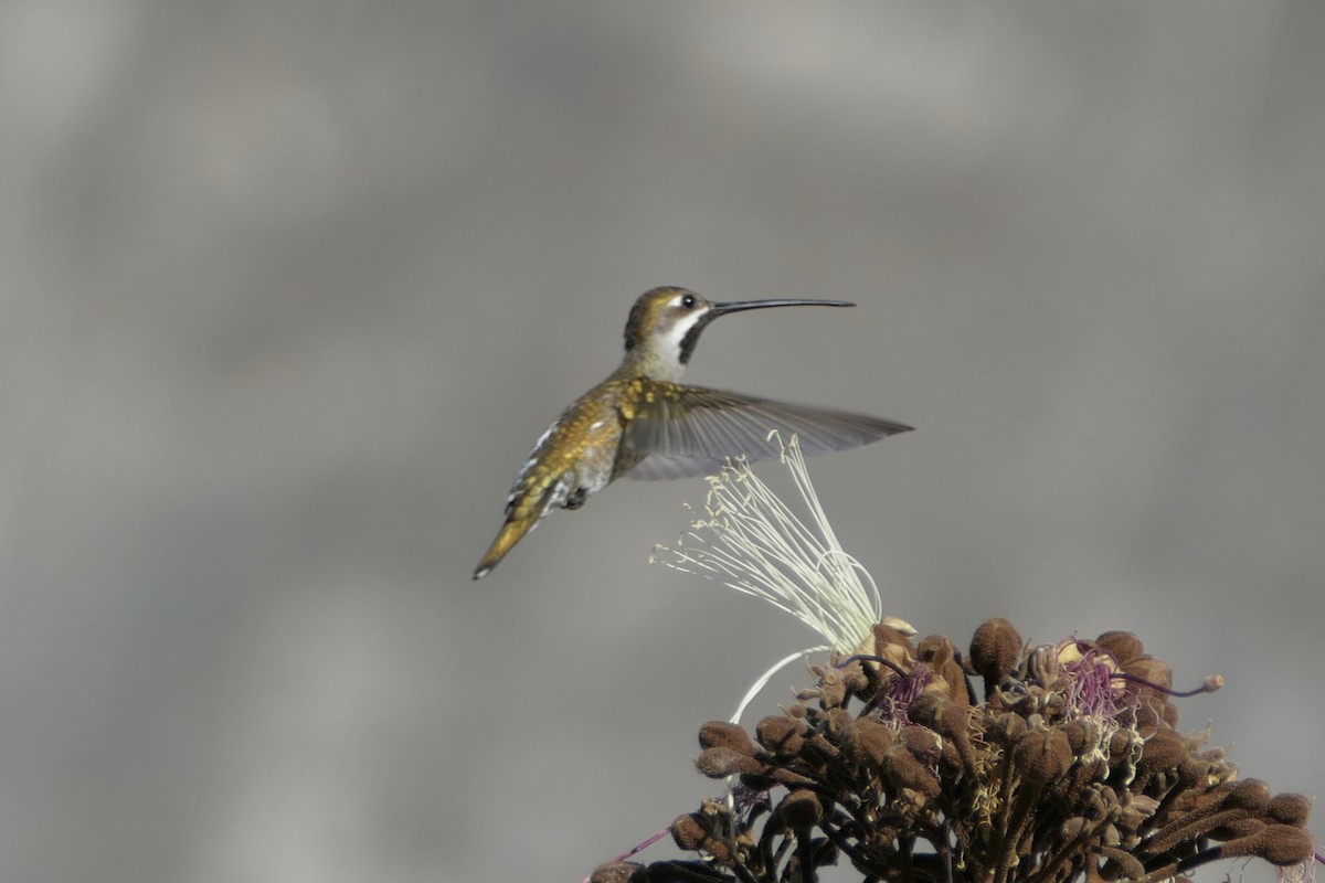 Long-billed Starthroat - ML112268011