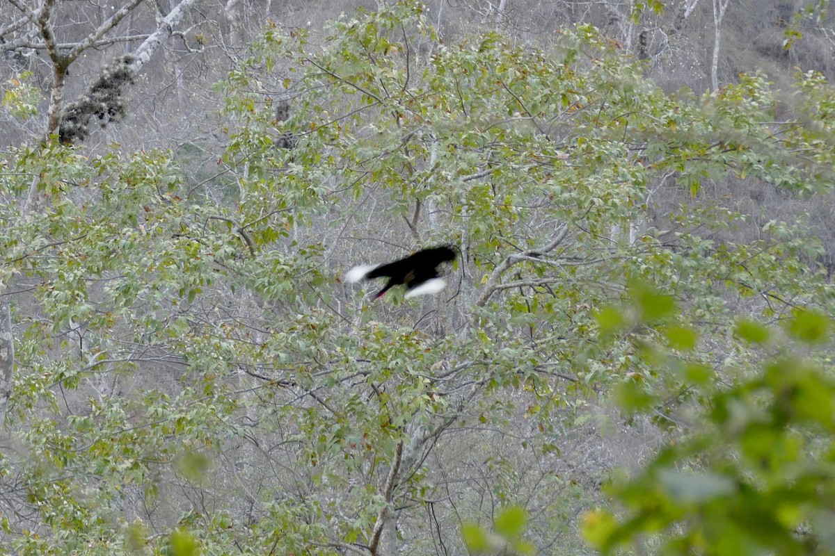 White-winged Guan - Peter Kaestner