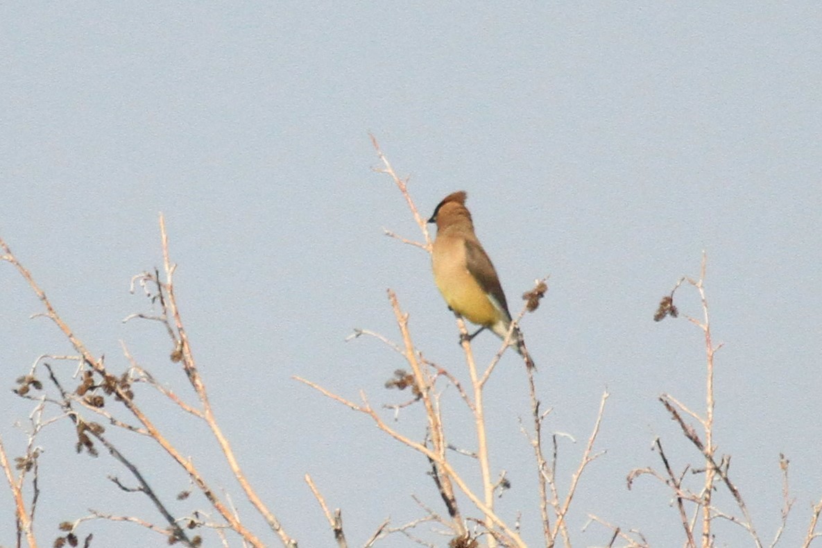 Cedar Waxwing - ML112268441