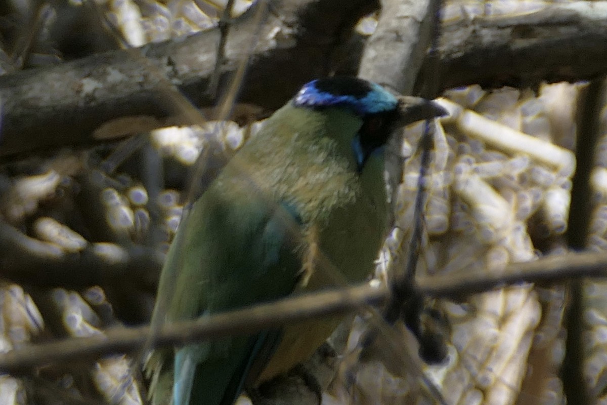 Whooping Motmot - Peter Kaestner