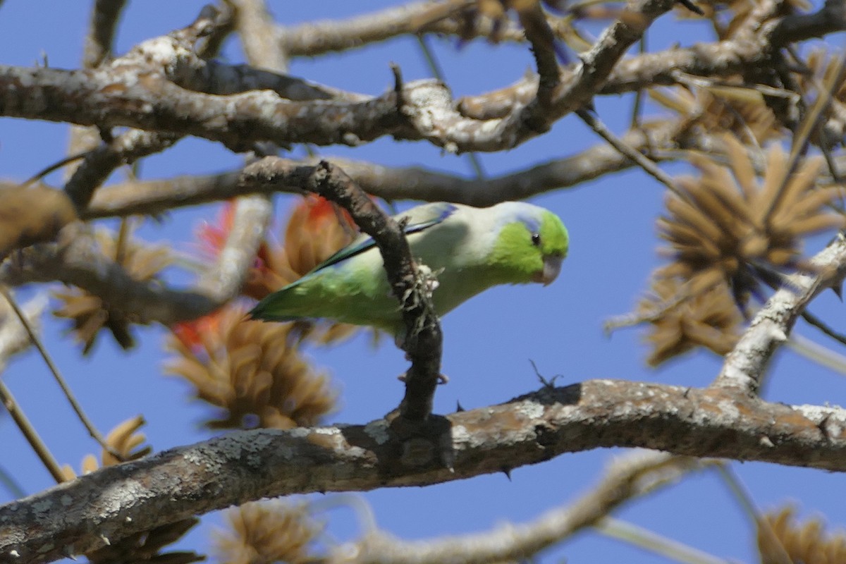 Pacific Parrotlet - Peter Kaestner