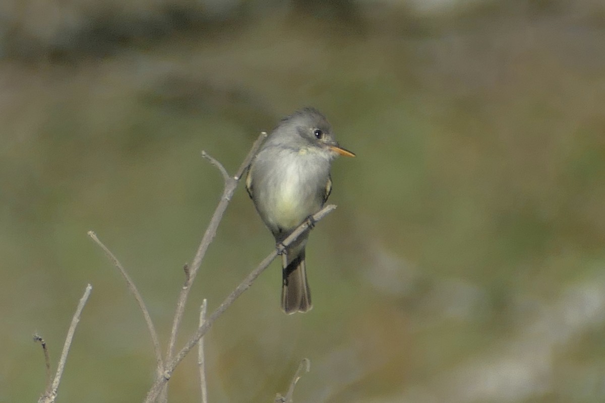 Tumbes Pewee - ML112270851