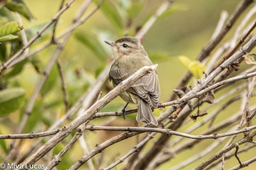 Warbling Vireo - ML112270941