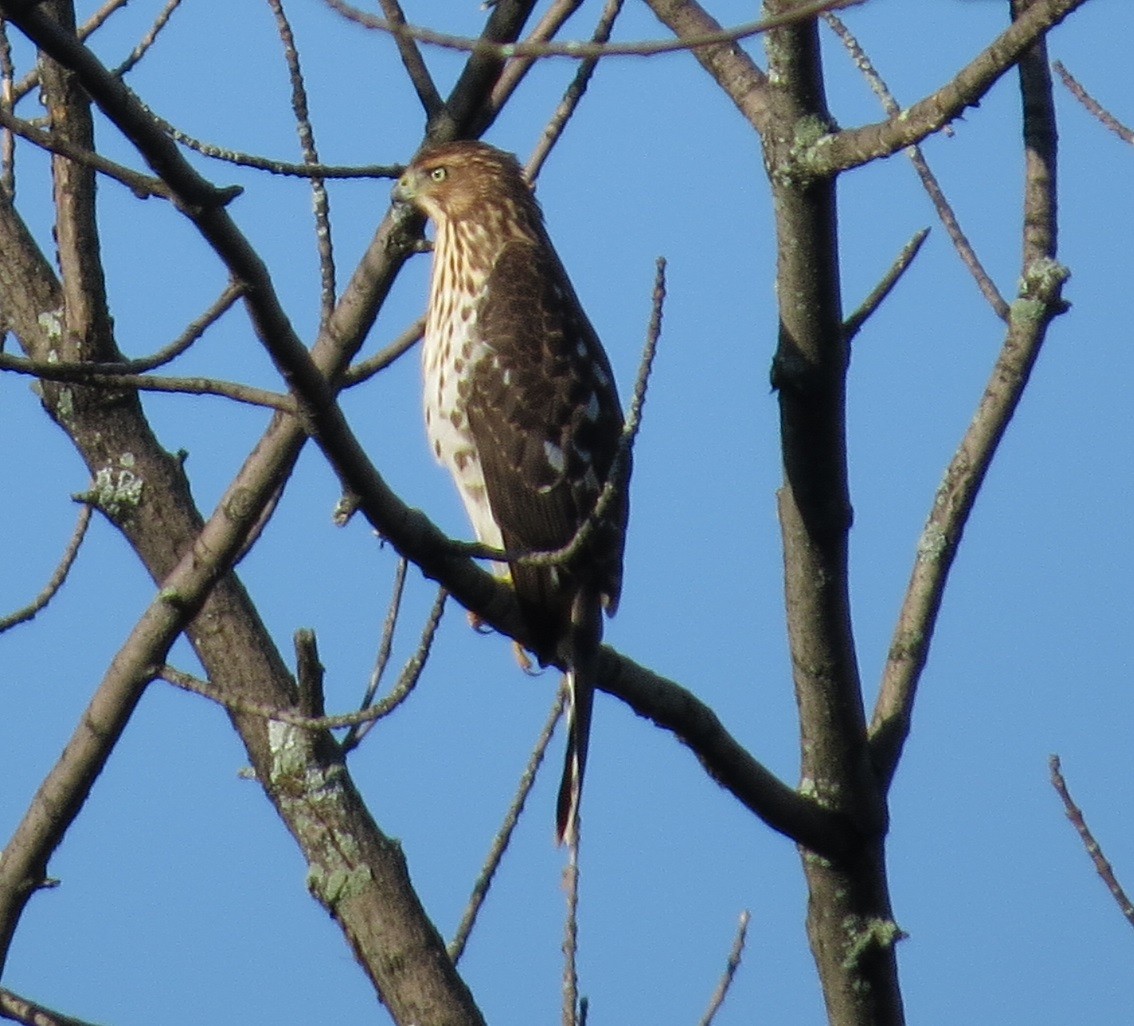 Cooper's Hawk - ML112271111