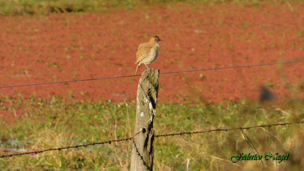 Rufous Hornero - federico nagel