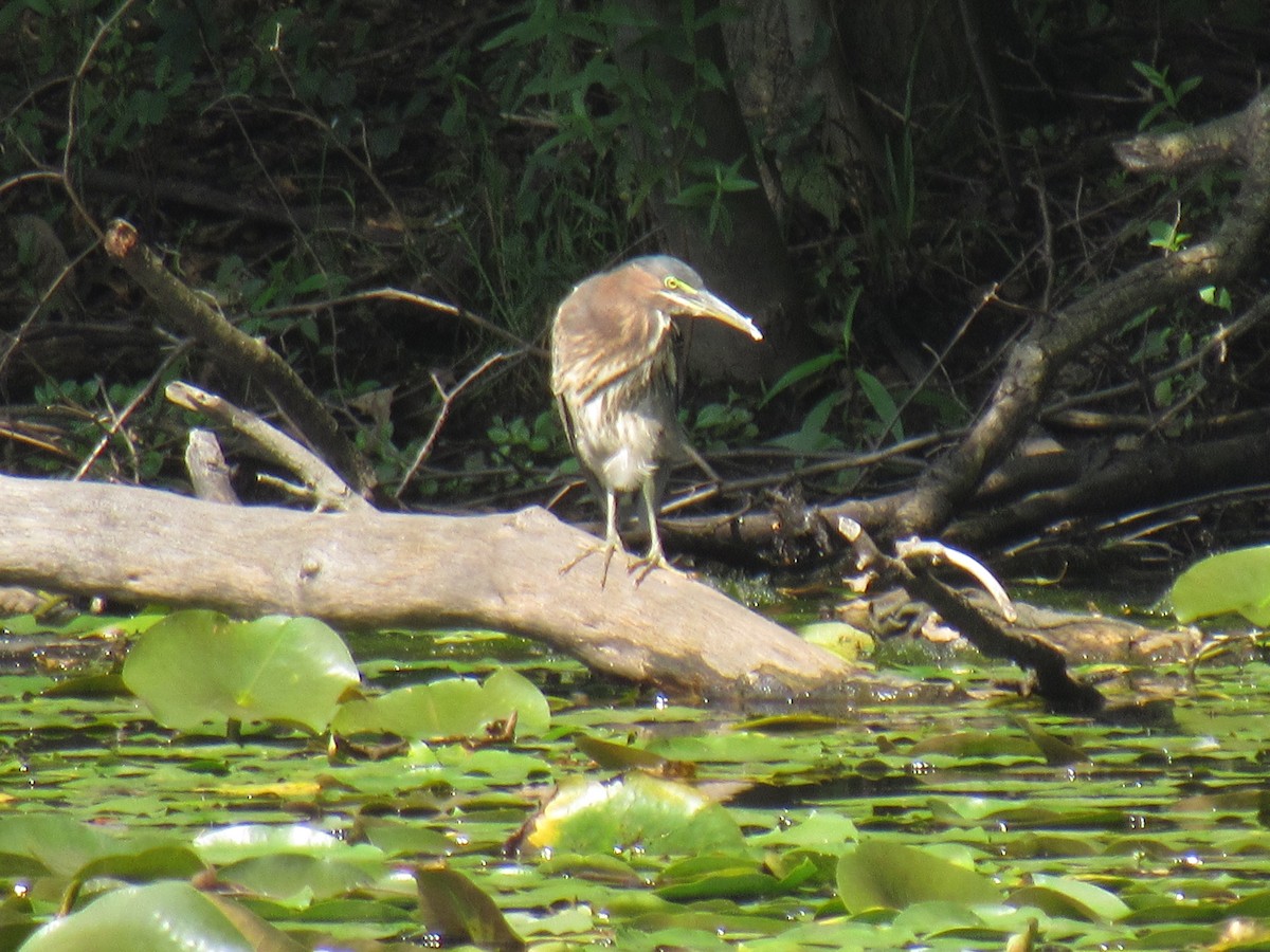 Green Heron - ML112271491