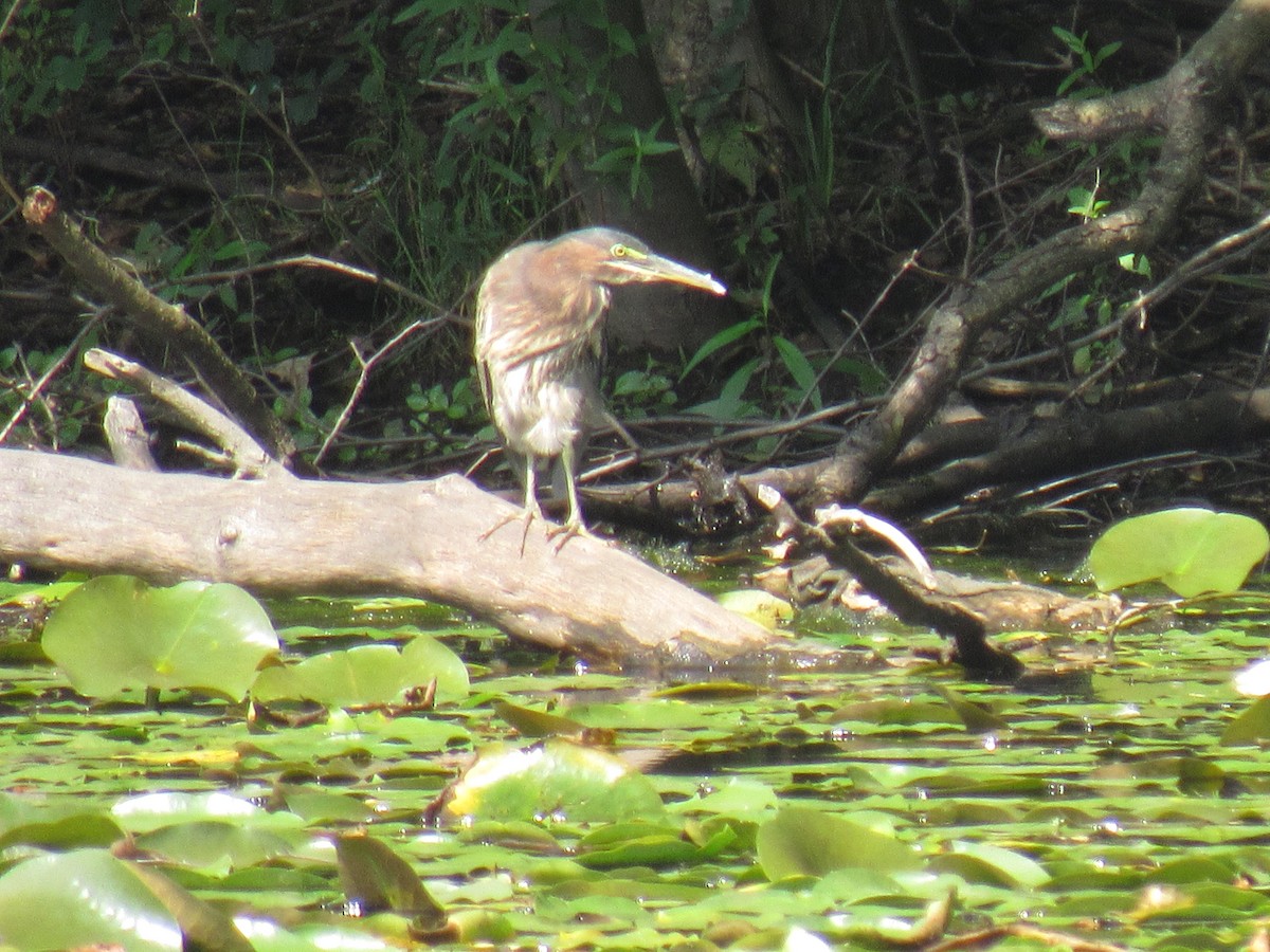 Green Heron - ML112271501