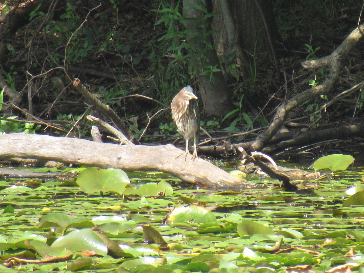 Green Heron - ML112271511