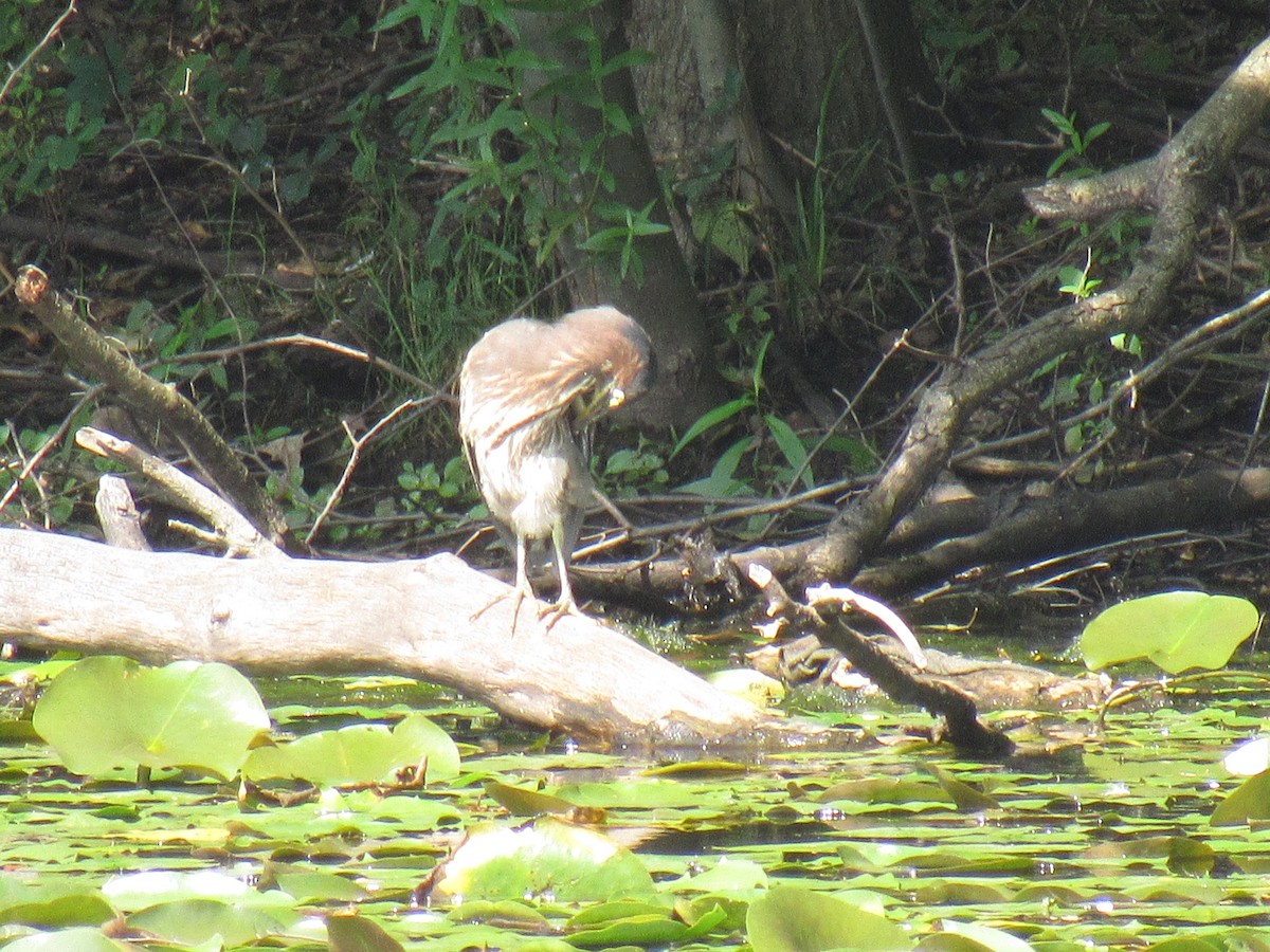 Green Heron - ML112271561