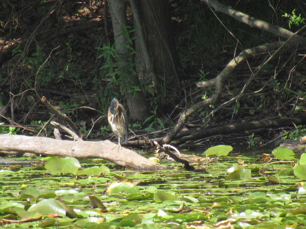 Green Heron - John Coyle