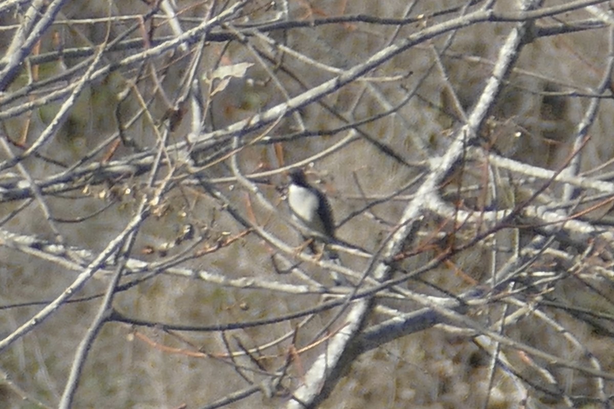 Plumbeous-backed Thrush - ML112272461