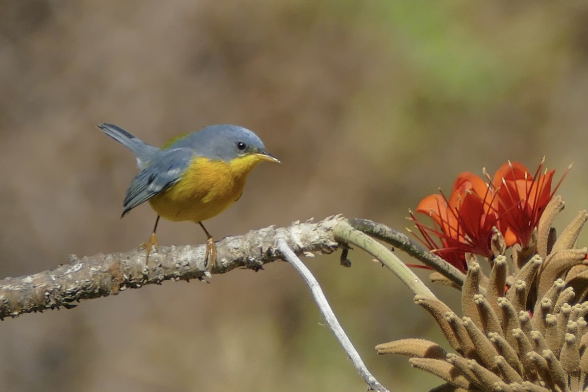 Tropical Parula - ML112273311