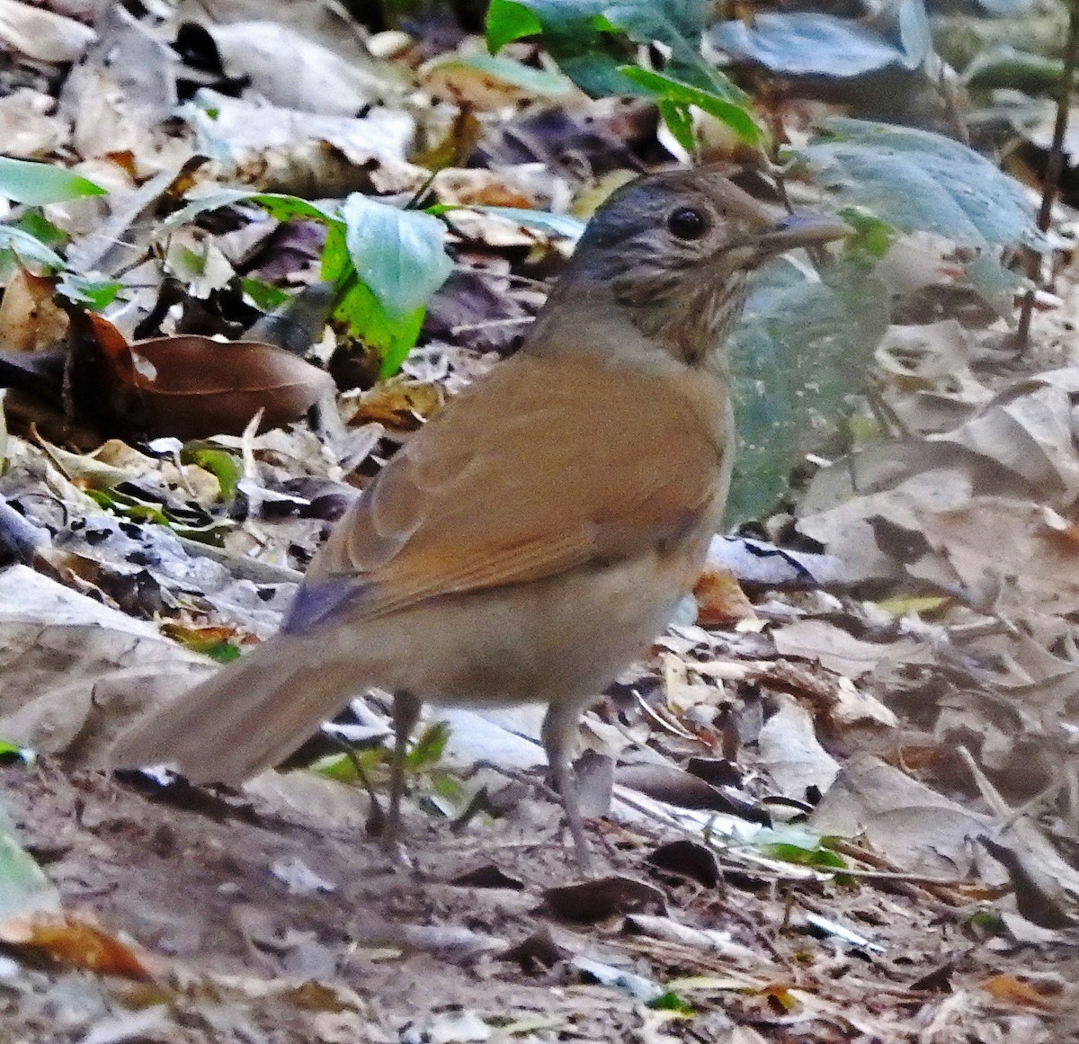 Pale-breasted Thrush - ML112274841