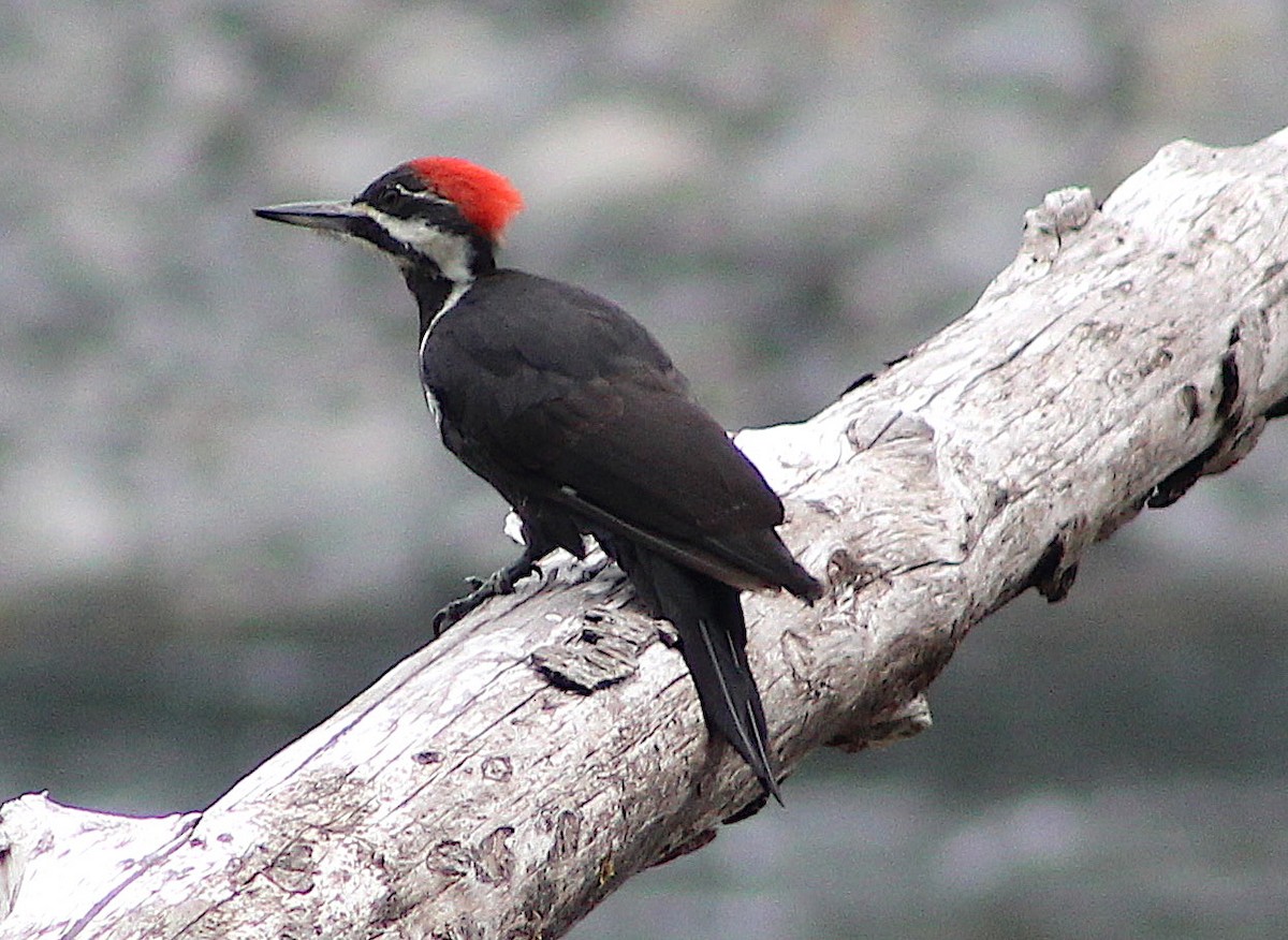 Pileated Woodpecker - ML112275911