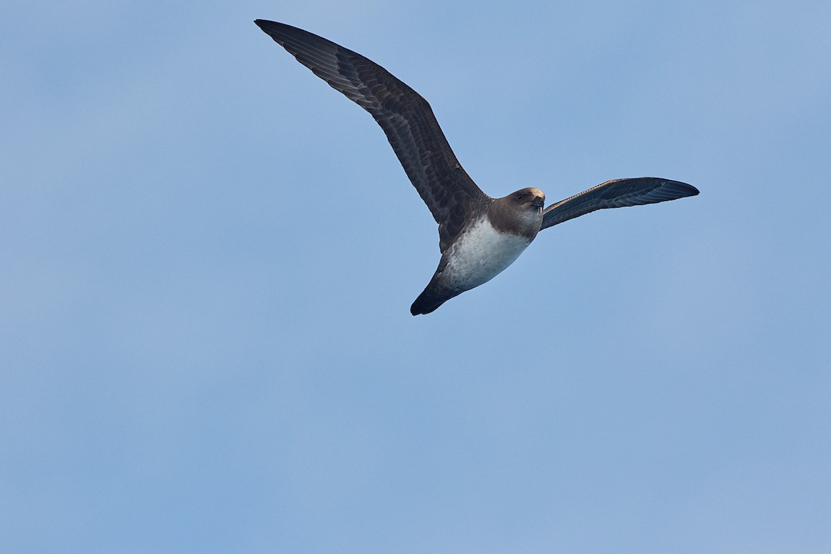 Atlantic Petrel - Cindy Marple