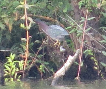 Green Heron - ML112276221