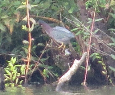 Green Heron - ML112276221