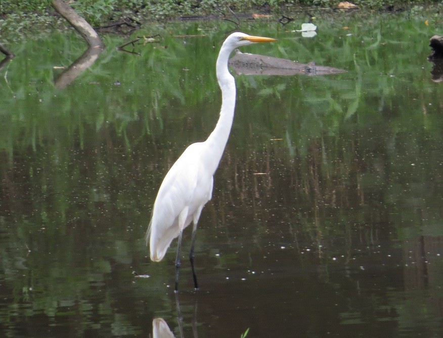 Great Egret - ML112276241