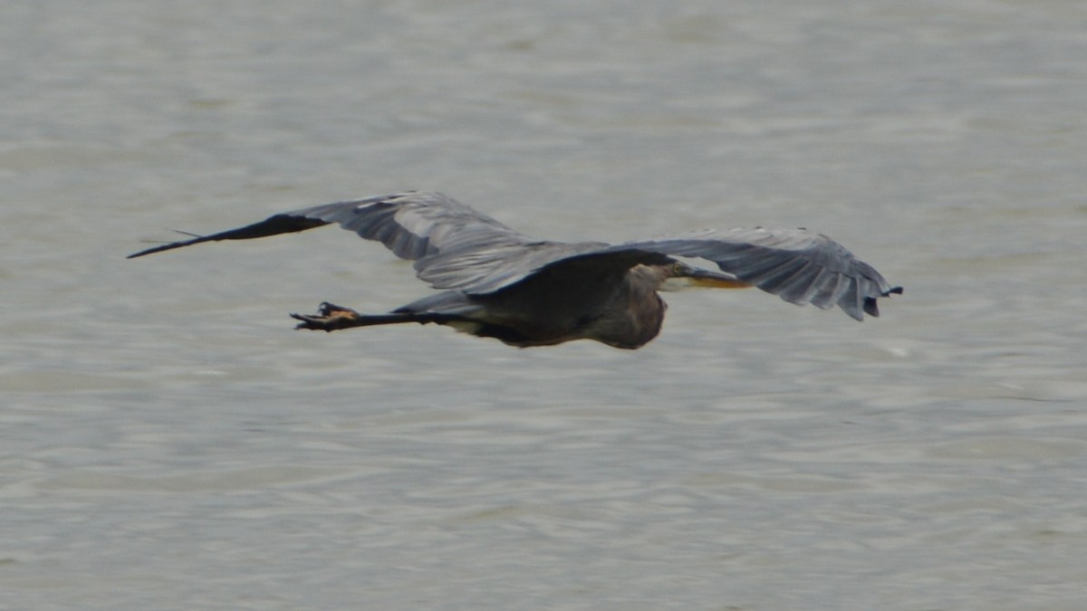 Great Blue Heron (Great Blue) - ML112276281