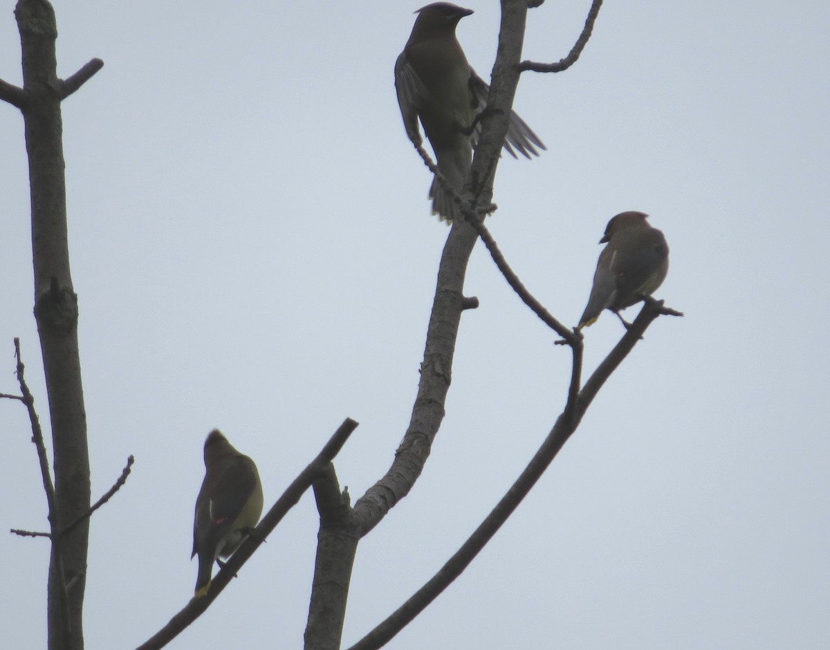 Cedar Waxwing - ML112276301