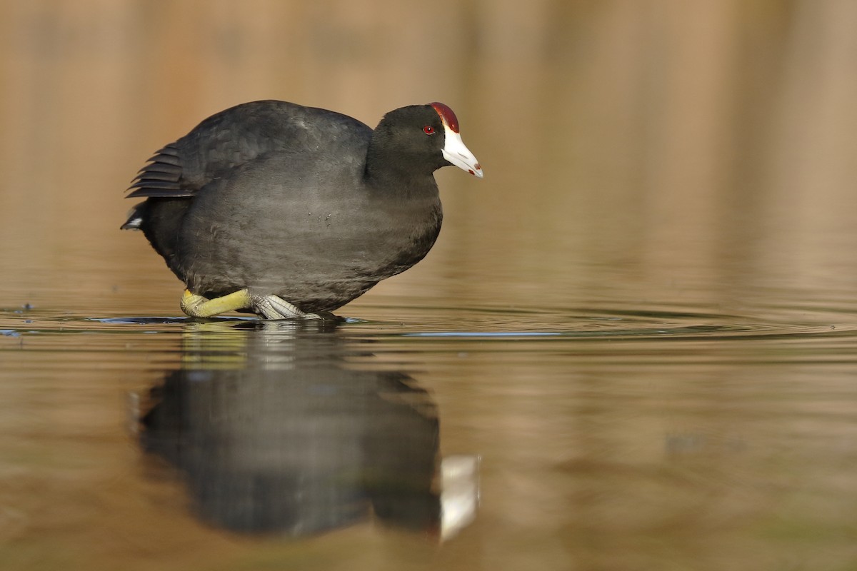 Hawaiian Coot (Red-shielded) - Sharif Uddin