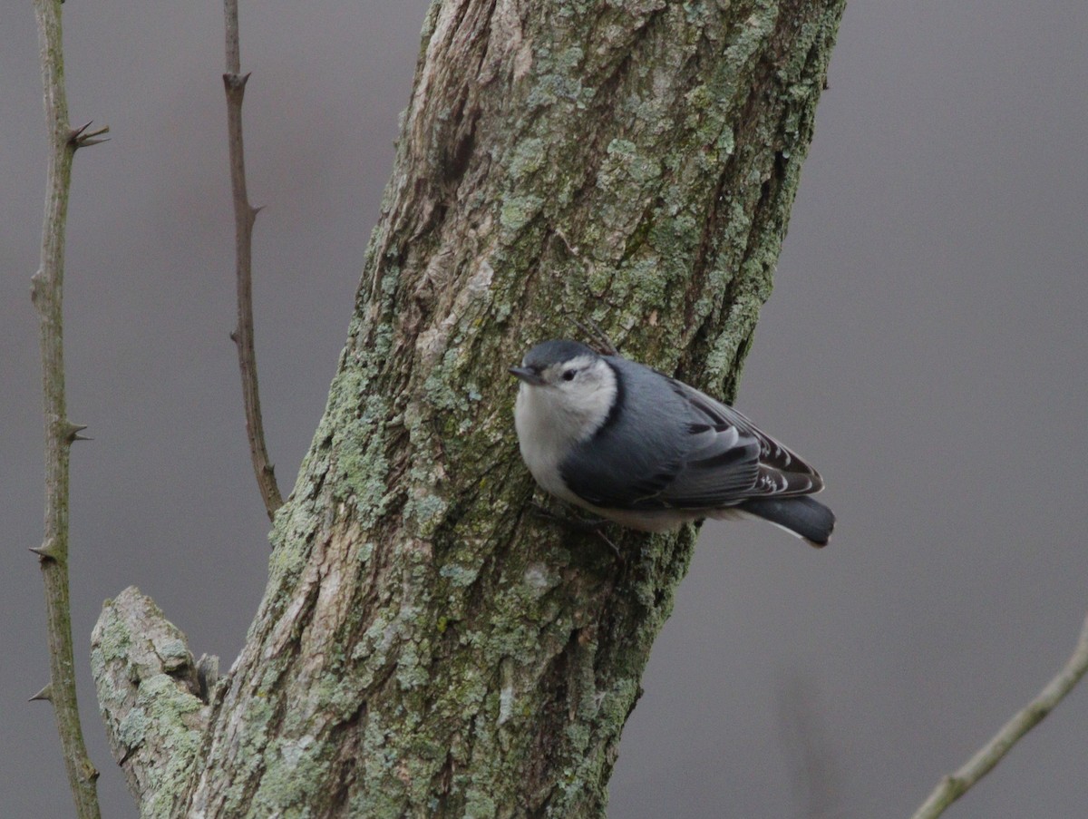 White-breasted Nuthatch - ML112278821