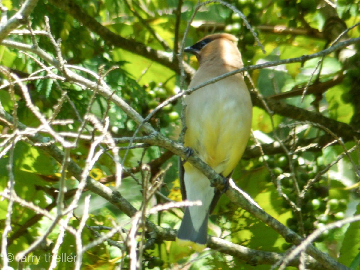 Cedar Waxwing - ML112279911