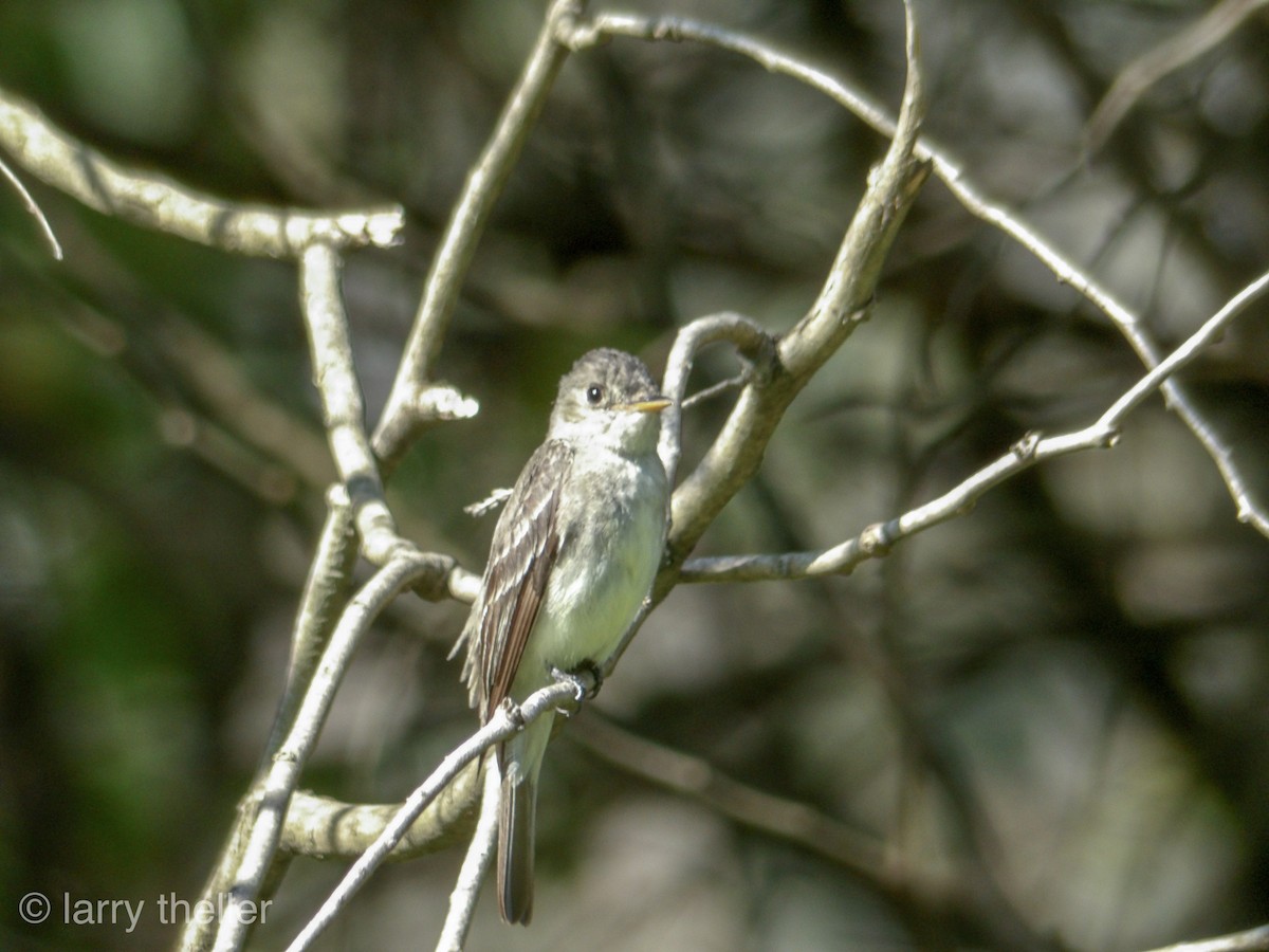 Eastern Wood-Pewee - ML112279971