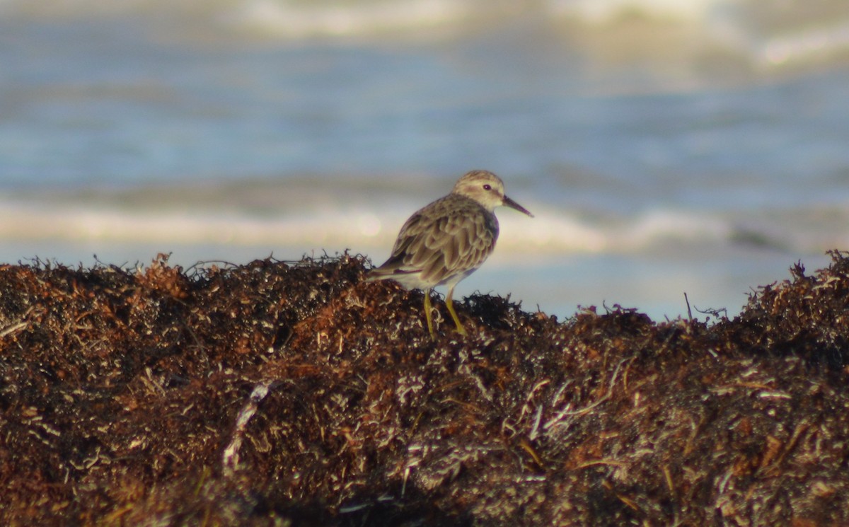 Least Sandpiper - ML112281311