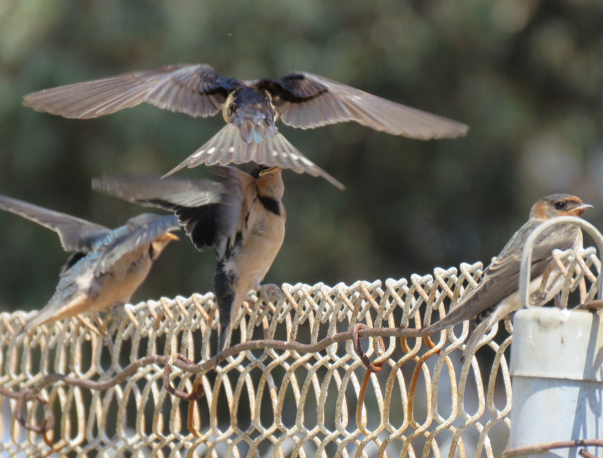 Barn Swallow - Chris O'Connell