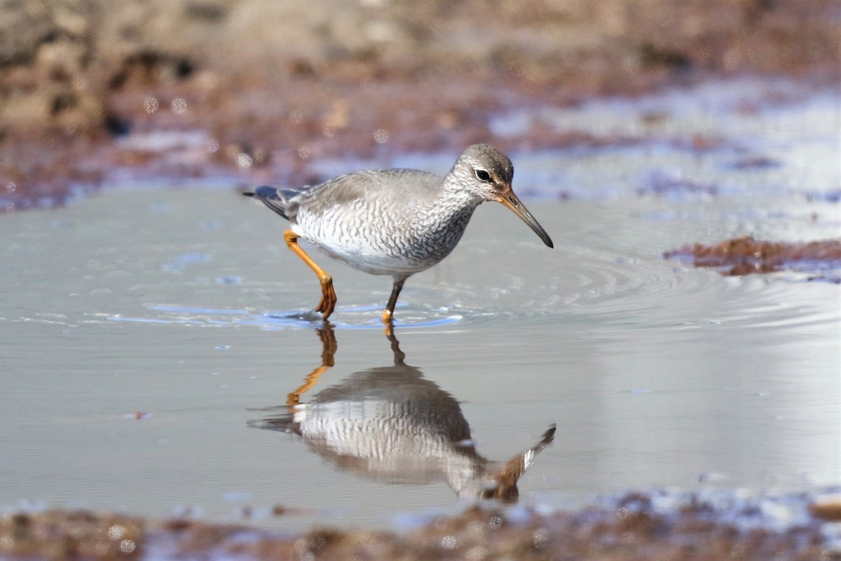 Grauschwanz-Wasserläufer - ML112283181