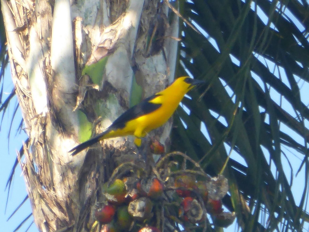 Oriole Blackbird - ML112285801