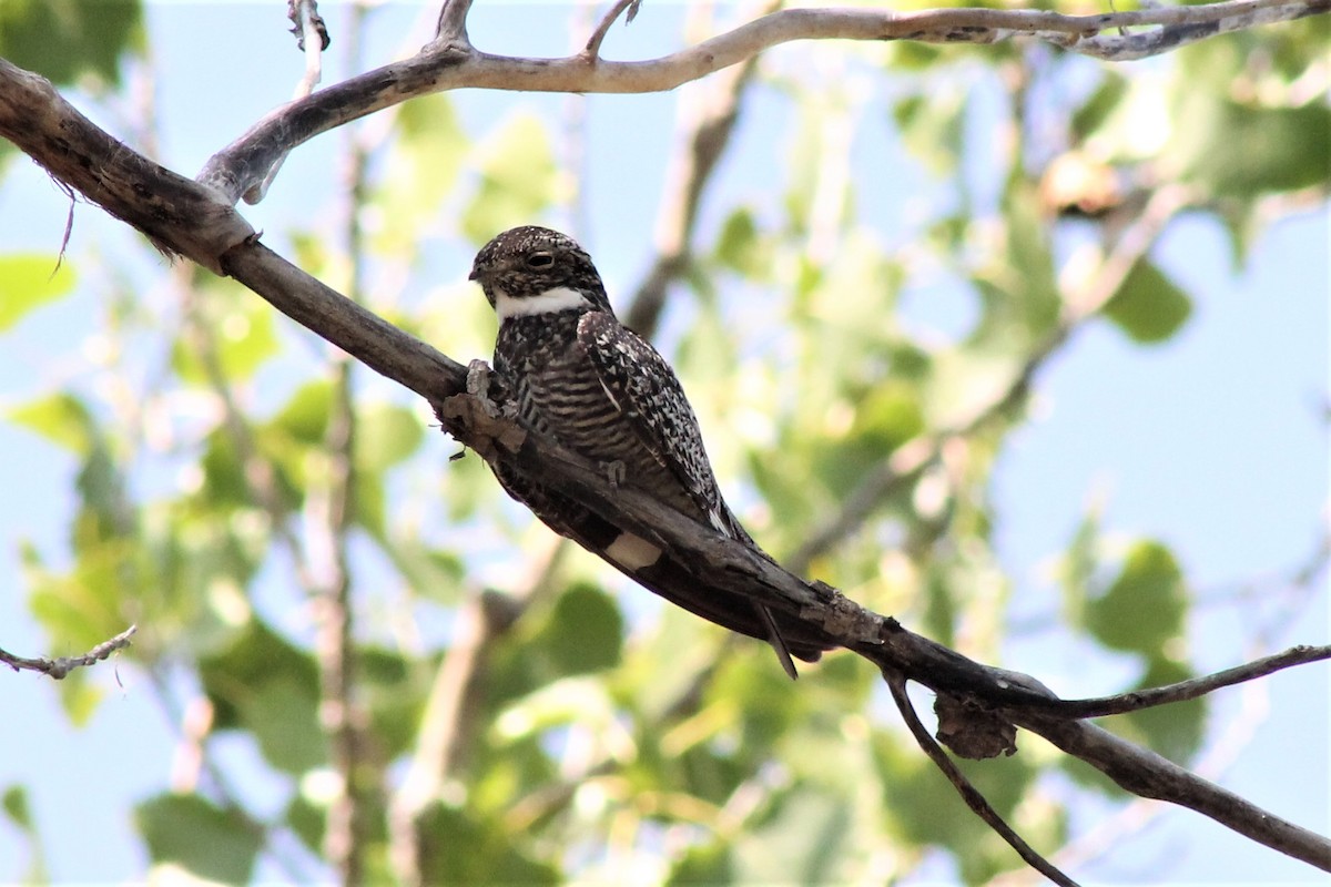 Common Nighthawk - Alex Sundvall