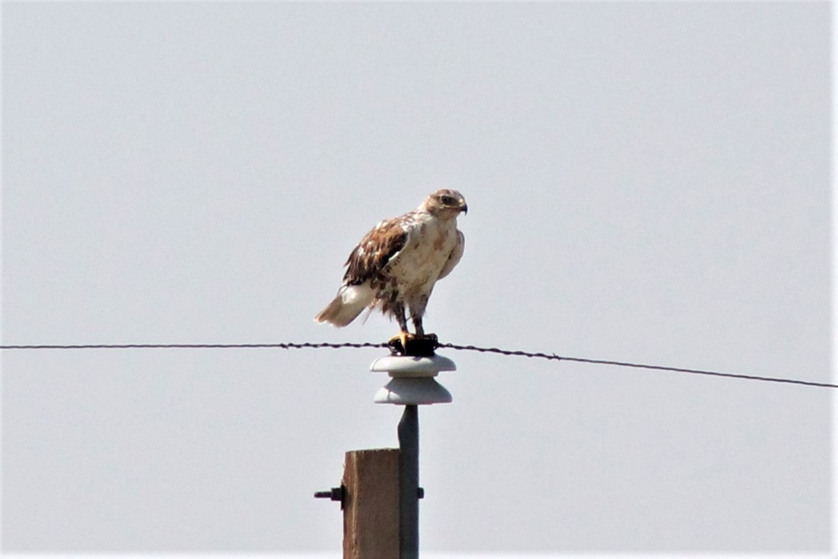 Ferruginous Hawk - Alex Sundvall