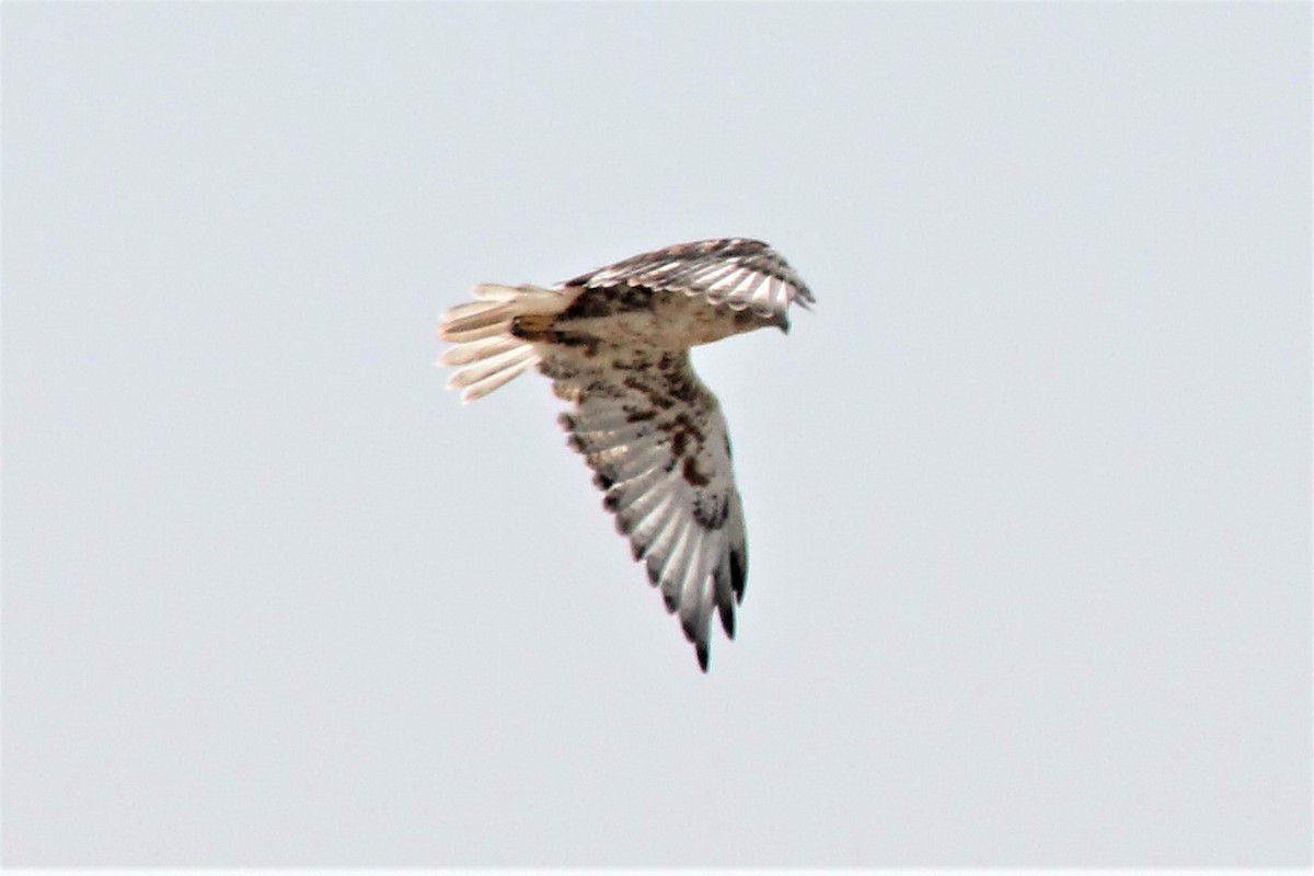 Ferruginous Hawk - ML112286651