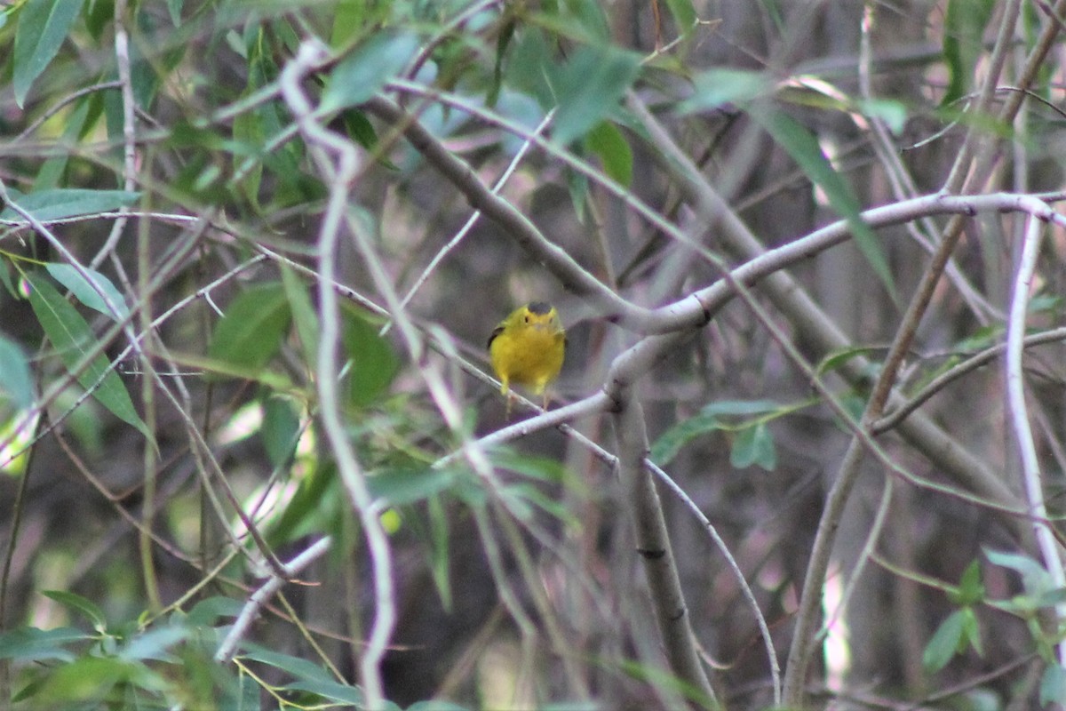 eBird Checklist - 15 Aug 2018 - McCabe Lane Wetlands - 16 species