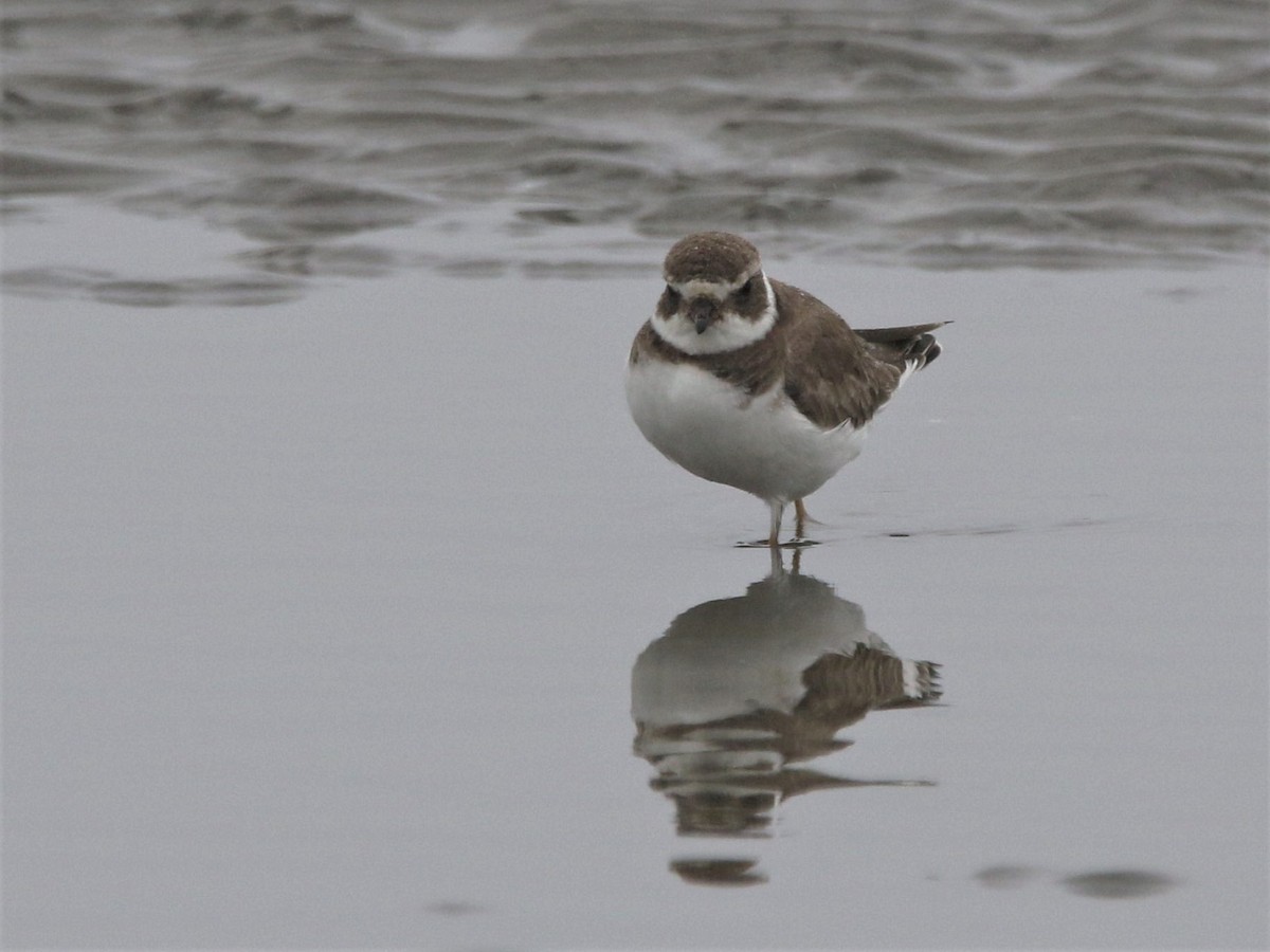 Semipalmated Plover - ML112288221