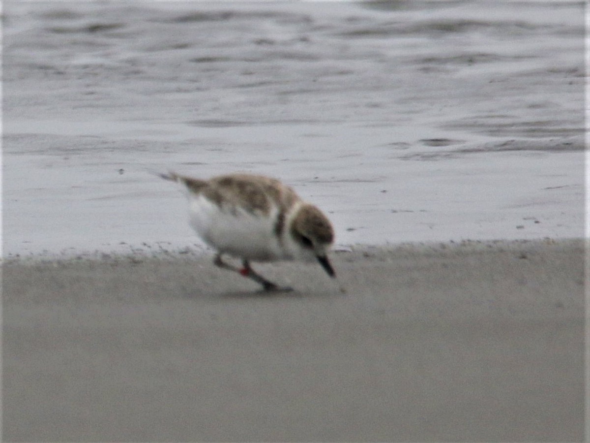 Snowy Plover - ML112288921