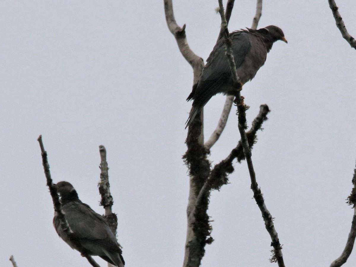 Band-tailed Pigeon - ML112289551