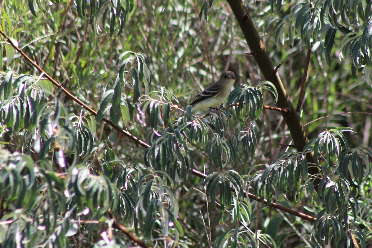 Willow Flycatcher - David Lerwill