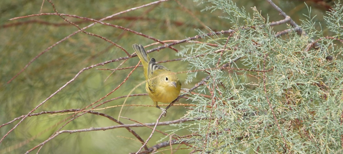 Paruline jaune - ML112293221