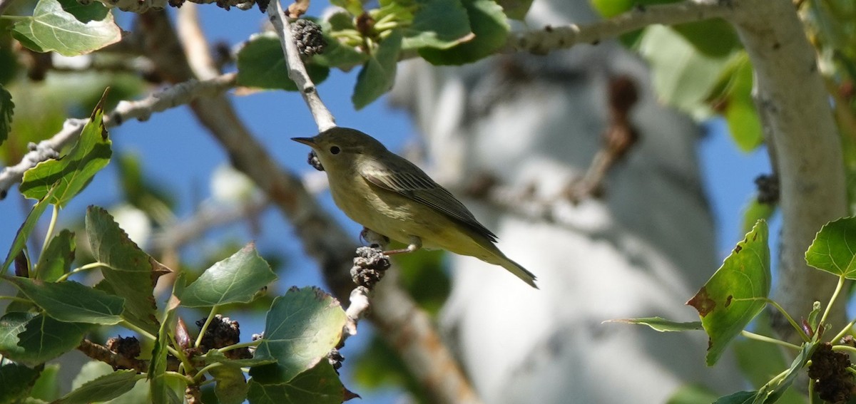 Yellow Warbler - Brad Rumble