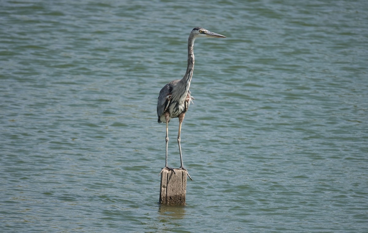 Great Blue Heron - ML112293951