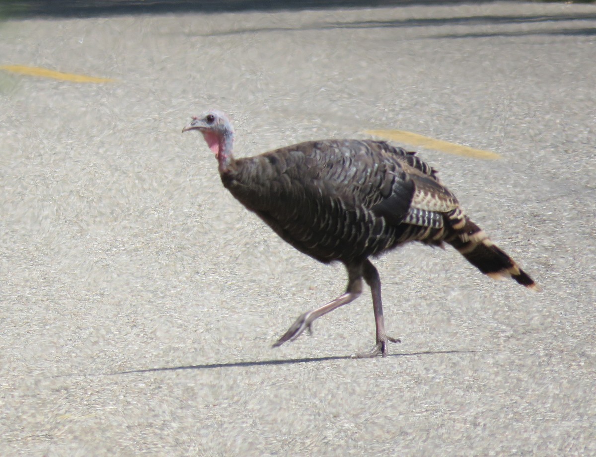 Wild Turkey - ML112294511