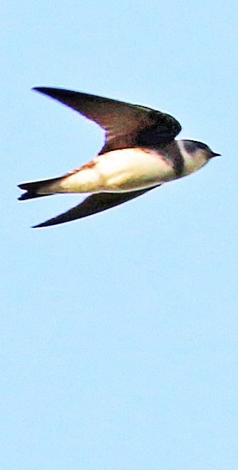 Bank Swallow - ML112300461